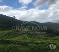 Terrenos Castelo de Paiva - Fotos para Castelo-de-paiva-Quinta em Bairros Castelo de Paiva (SD 02031)